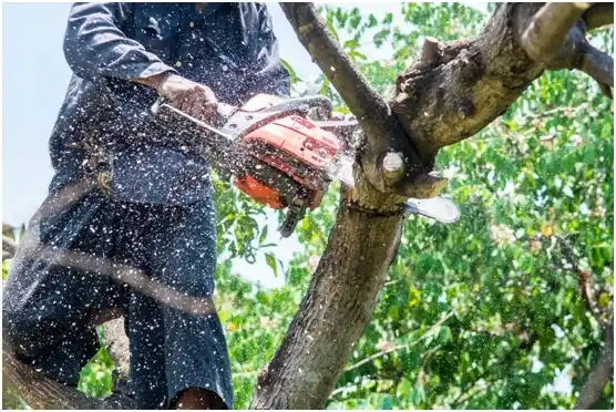 tree services Morrisville